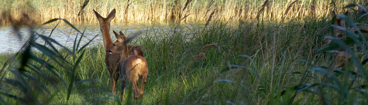 Rehe am Sumpfsee